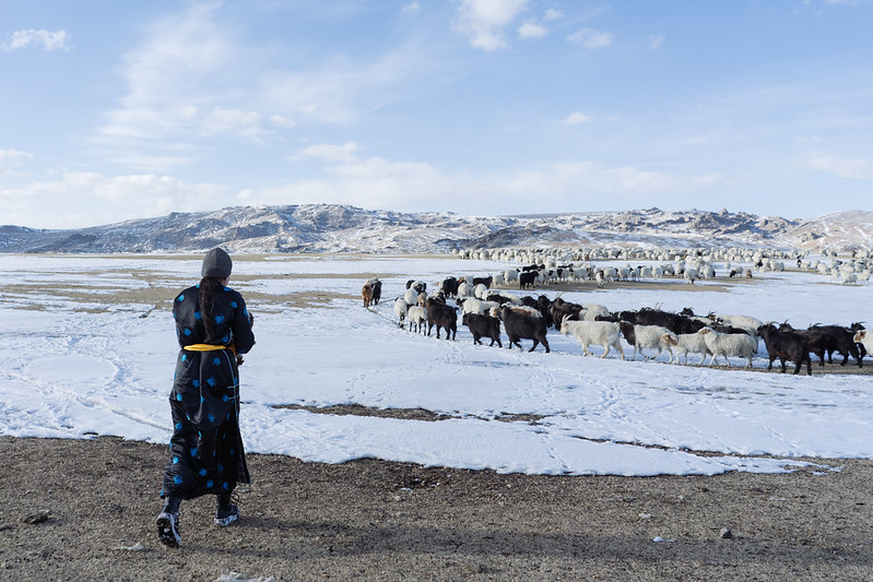 Oyunjargal, 17 years old, watches her father herd cattle. Arbulag, Khuvsgul province, Mongolia. Credit: GPE/Bat-Orgil Battulga