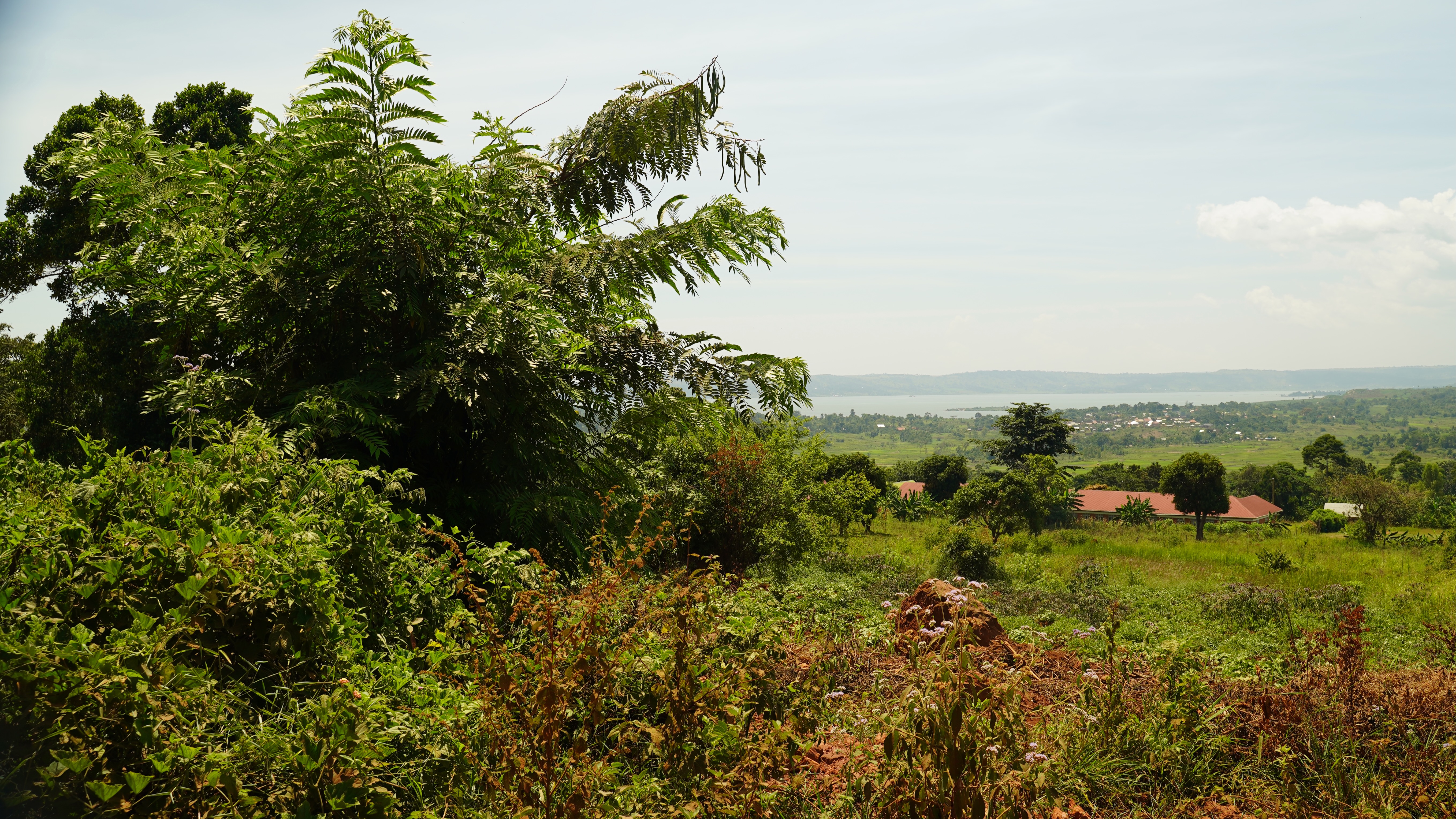 The lush hills by Lake Victoria. Photo: Caspar Haarløv