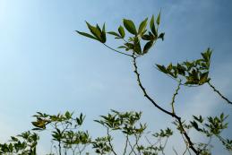 Landscape Sierra Leone Oxfam 